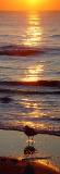 Sunrise Stroll<br>by pablo