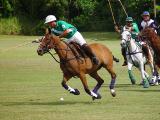 <br>Kauai Polo<br><font size=1>by Lisa Young</font></p>