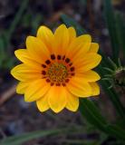 <b>Yellow Circle</b><br><font size=-1> by Mikelj