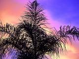Palm Sunset<br>by golfers2424