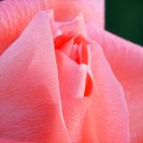 Pink Rose<br>by Michealj