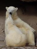 <font size=+1>Bear Kiss<br><font size=-1>by<br>Lisa Young