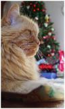 <B>Watching over Santas gifts</B><BR><Font Size=1>by Jon Mold