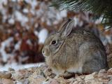 <font size=+1>Snow Bunny<br><font size=-1>by<br>Lisa Young