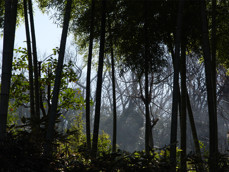 <p align=center> <b> Bamboo Forest </b> <br> <font size=1> by Airth </font> </p>