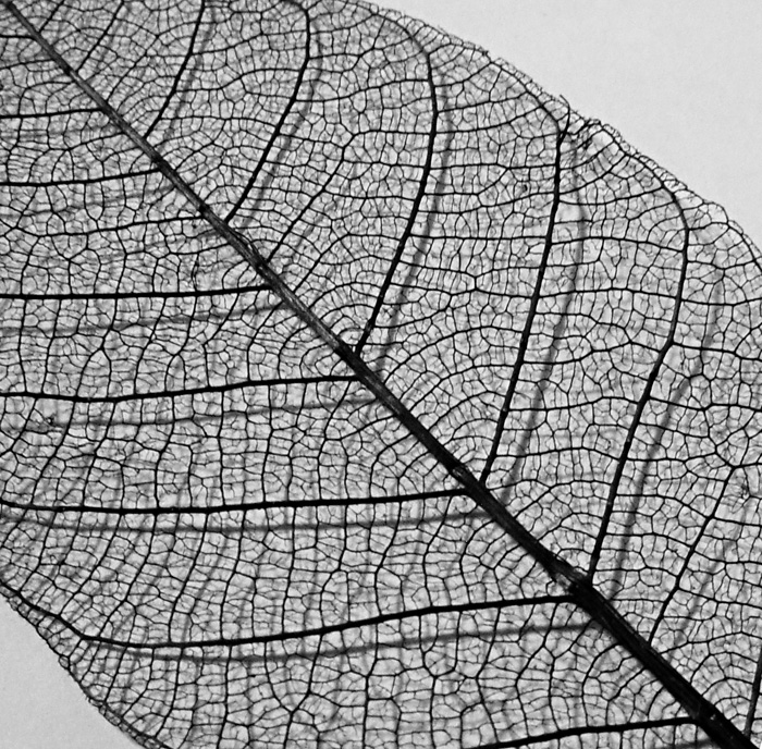 10th (tie)<br><br><B>Shadows of Leaf Veins </B><BR><FONT size=2>by Mike Ezell</FONT>