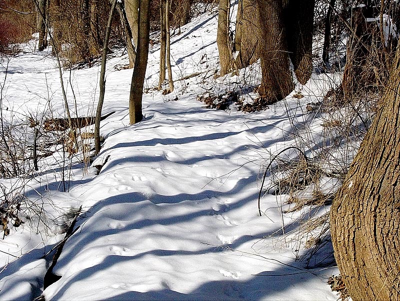 Rabbit Tracks<br>Bill Borne