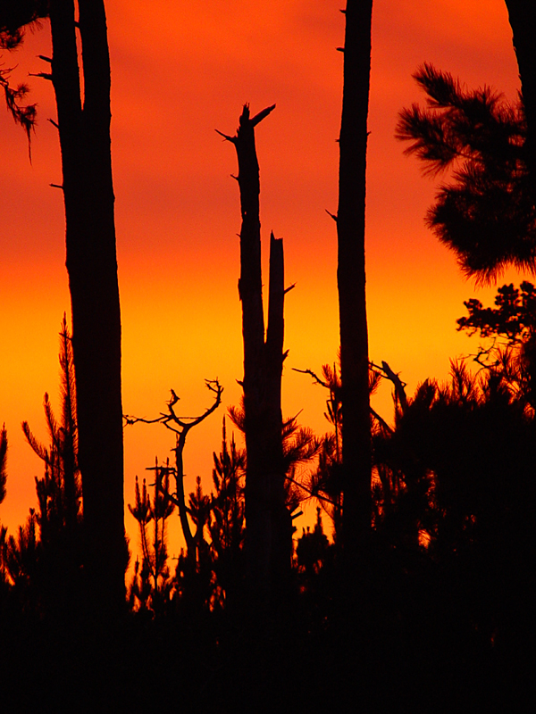 <b>Sunset</b><br><small>by Elena Vaisberg</small>