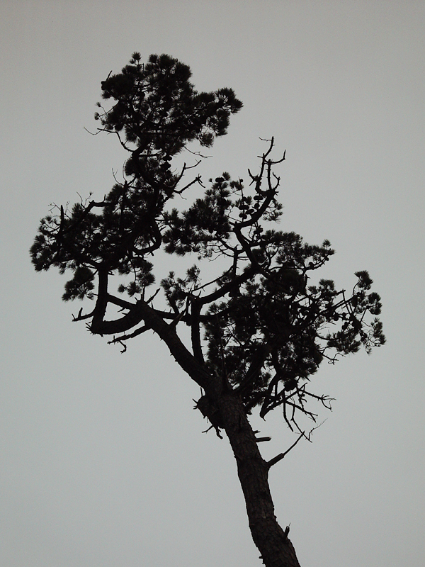 <b>Old Pine</b><br><small>by Elena Vaisberg</small>