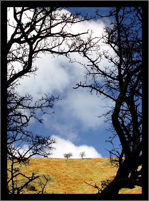 <B>Thorny Frame</B><BR><FONT size2>by Jon M</FONT>