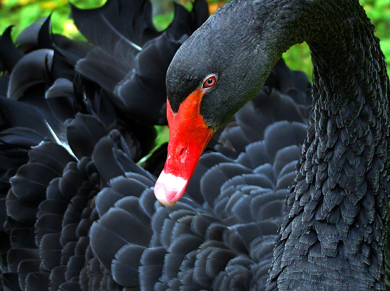 10th place <b>Red Beak</b> <br><font size=2>by Klaus Wiese