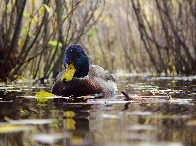 <font size=+1>Mr. Mallard<br><font size=-1>by<br>Lisa Young