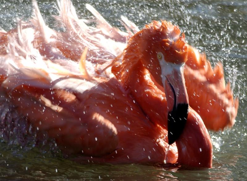 zoo_flamingo_splash-NC_DSC6037.jpg