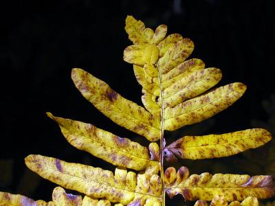 1fern.jpg