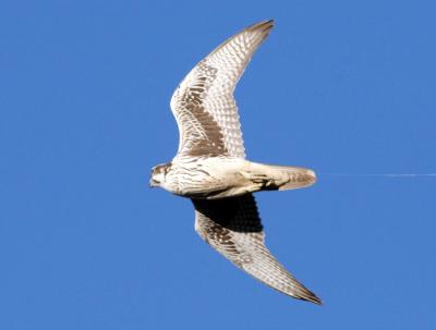 10-13 P falcon 0510.jpg