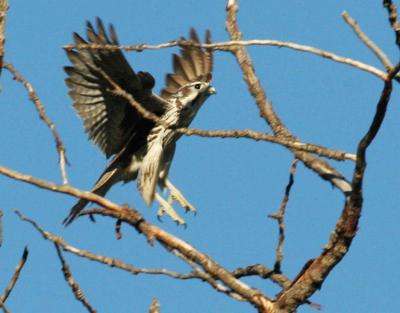 10-13 P falcon  0498.jpg