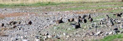 10-15 quail 0611.jpg