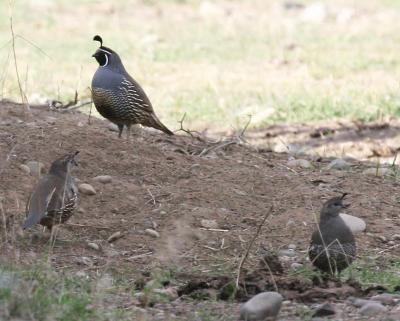 10-15 quail 0614.jpg