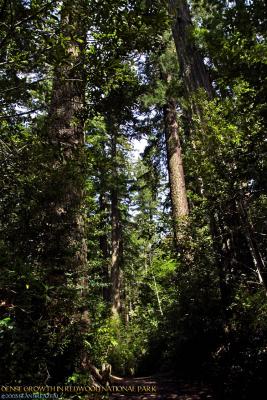 RedwoodPark-DenseGrowth.jpg