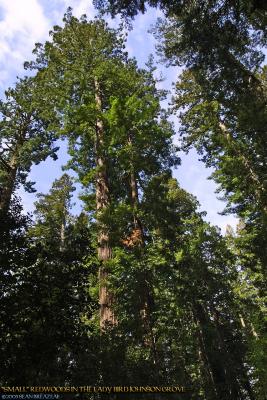 RedwoodPark-Trees.jpg