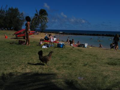 Chickens on Poipu Beach