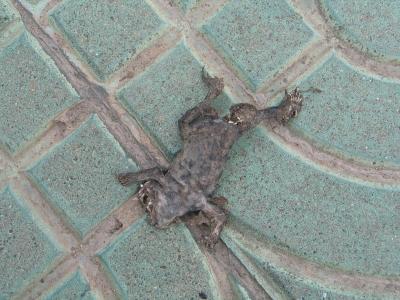 flat frog on green tile