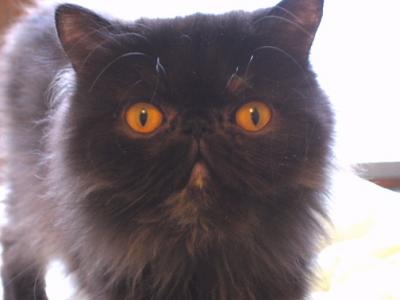 ebony2.jpg