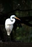 White Egret, I think ?