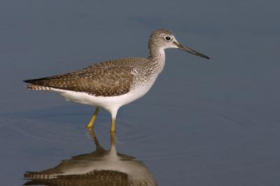 Greater Yellowlegs, winter plumage