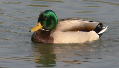 Mallard, male