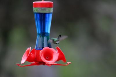 Hummingbird Buzzing Around Feeder