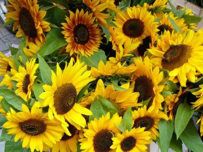 418-Season for Sunflowers