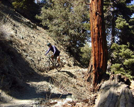 Cedar, Jackson Lake Trail