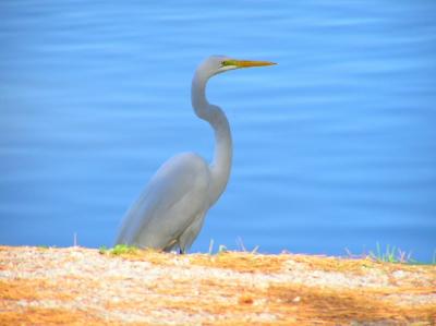 12-20-03 Great Egret1.jpg