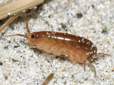 Sand flea, Amphipod - Talitridae