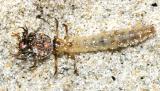 Tiger beetle larva, Cicindela hirticollis