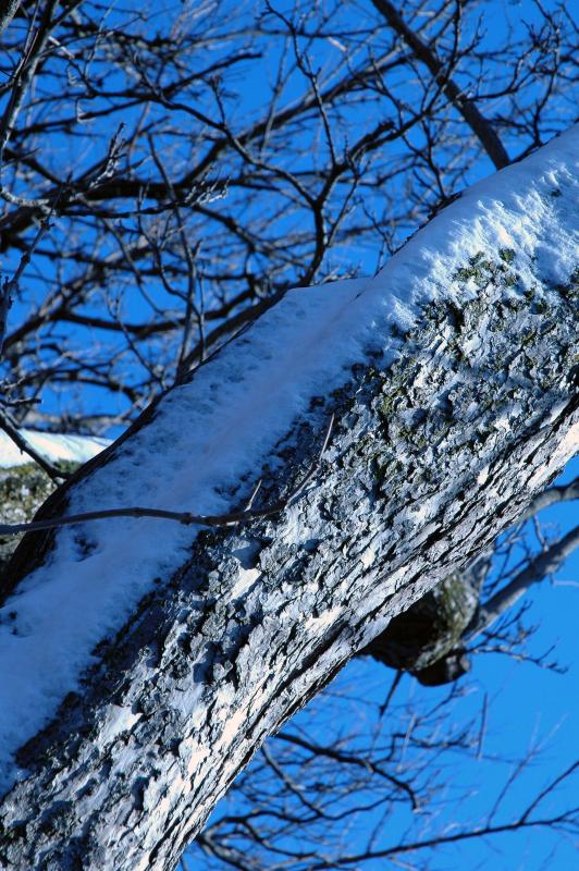 snow on tree