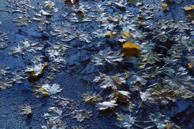 ice, snow, water, leaves