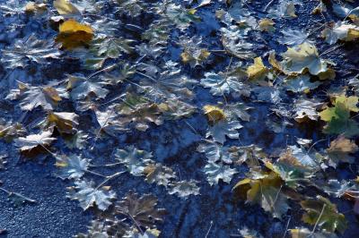 ice, snow, water, leaves