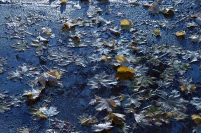 ice, snow, water, leaves