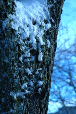 snow on tree