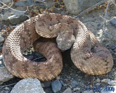 Panamint Rattlesnake, sometimes called Panamint Red Rattler