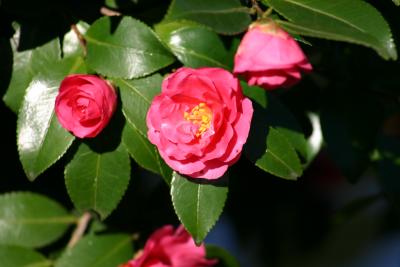 Camellia