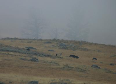 Druid Peak Pack Wolves Digiscoped