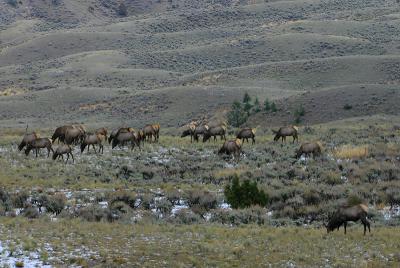Elk 170