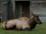 Elk 210