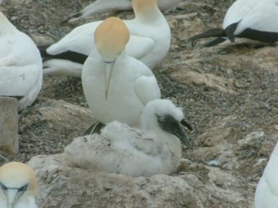 24-gannet+baby.jpg