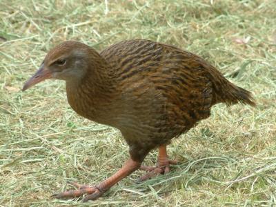 31-koraanse-kiwi.JPG