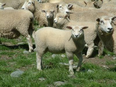 42-sheep.JPG