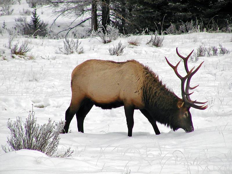 Winter feeding Elk